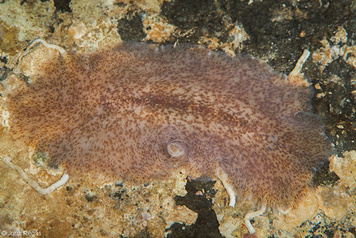 Discocelis tigrina