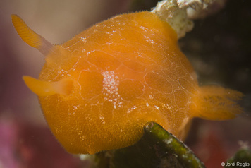 Gargamella rosi