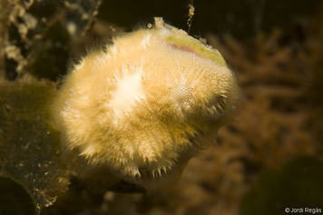 Disporella hispida