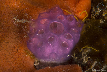 Distaplia magnilarva