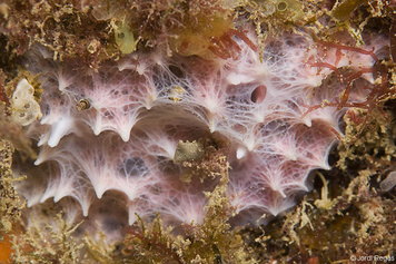 Dysidea pallescens