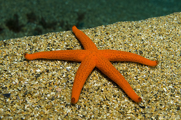 18. Estrelles de mar