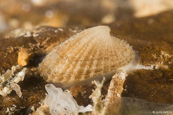 Emarginula sicula
