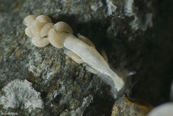 Embletonia pulchra