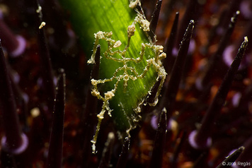 Endeis spinosa