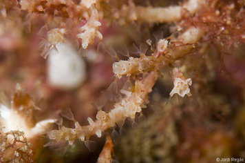 Entalophoroecia deflexa