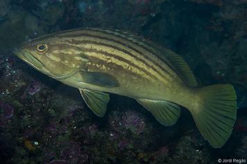 Epinephelus costae