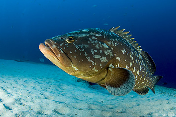 21. Peixos ossis