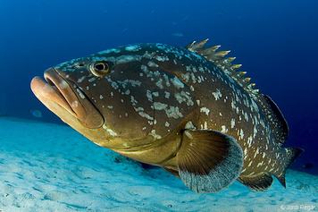 Epinephelus marginatus