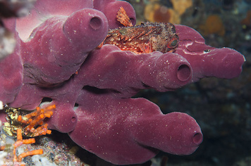 05. Esponges