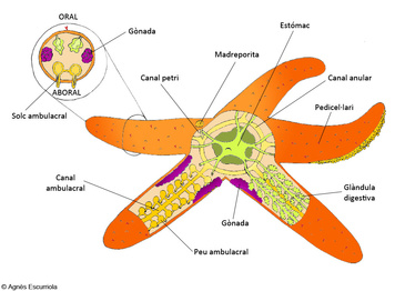 24. Glossari