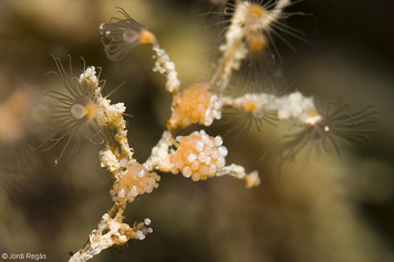 Eudendrium racemosum