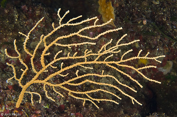 Eunicella cavolini