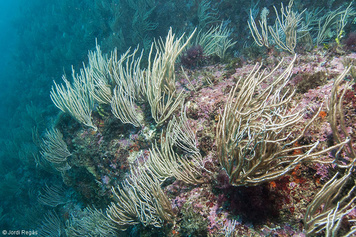 Eunicella singularis