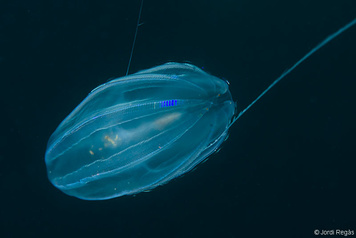 Euplokamis stationis