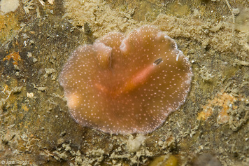 Eurylepta cornuta