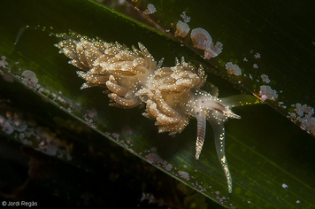 Facelina annulicornis