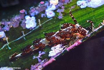 Facelina fusca