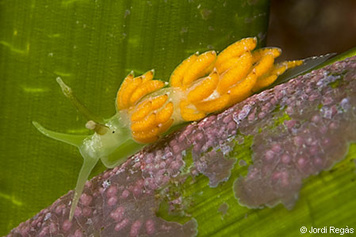 Favorinus branchialis