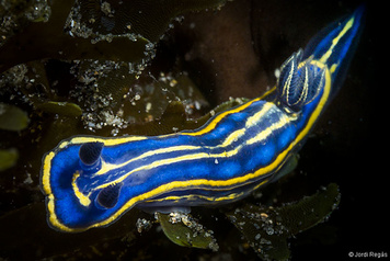 Felimare bilineata