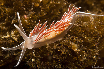 Fjordia lineata