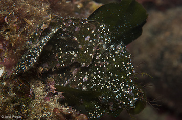 Flabellia petiolata