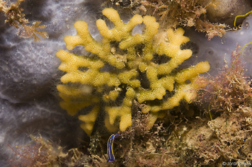 Frondipora verrucosa