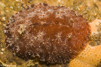 Geitodoris cf planata