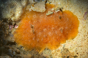 Geitodoris portmanni