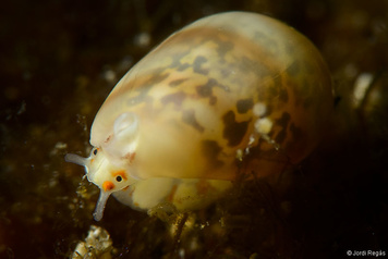 Gibberula miliaria