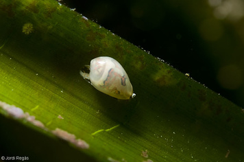 Gibberula philippii