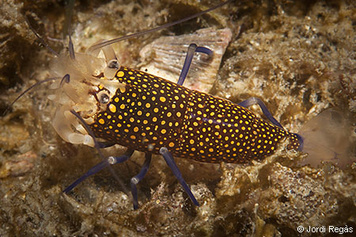 Gnathophyllum elegans