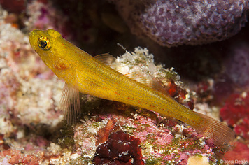 Gobius auratus