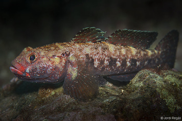 Gobius cruentatus