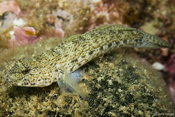 Gobius incognitus