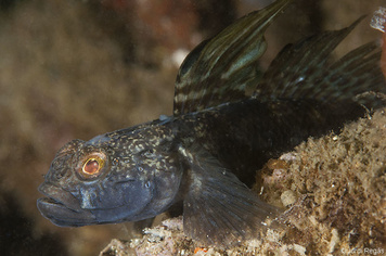 Gobius niger