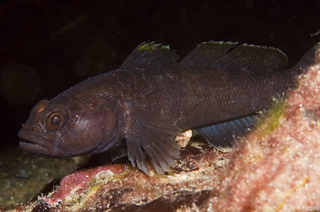 Gobius paganellus