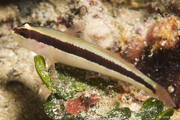 Gobius vittatus