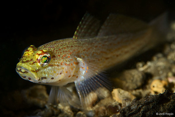 Gobius xanthocephalus