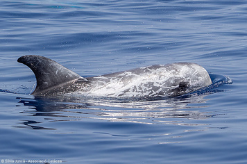 Grampus griseus