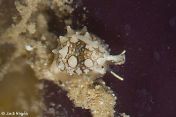 Granulina marginata