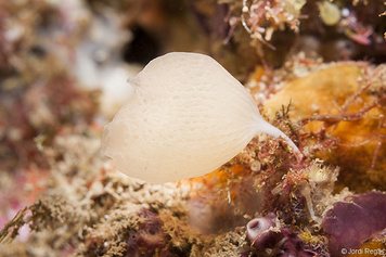 Guancha lacunosa