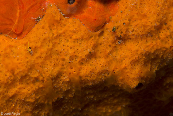 Haliclona (Halichoclona) fulva