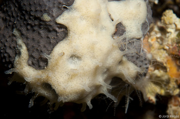 Haliclona (Soestella) mucosa