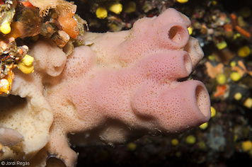 Haliclona mediterranea
