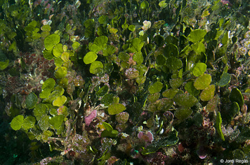 Halimeda tuna