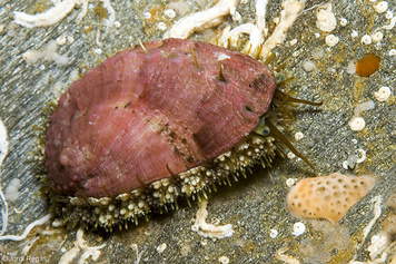 Haliotis tuberculata