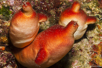 19. Sea squirts
