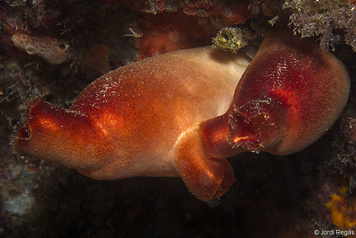 Halocynthia papillosa