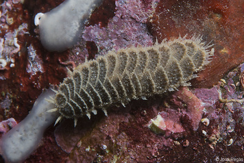 Harmothoe areolata